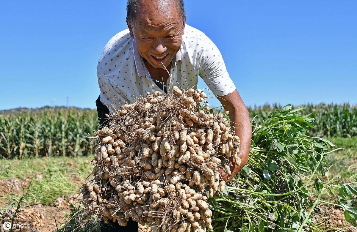 全国花生米最新价格动态分析