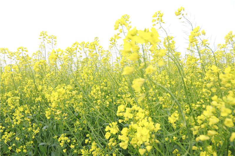 最新广场舞风潮，油菜花之恋的华丽演绎