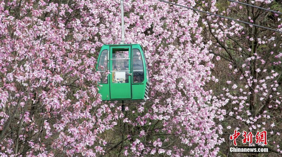 四川灾区最新消息，重建与希望之花绽放