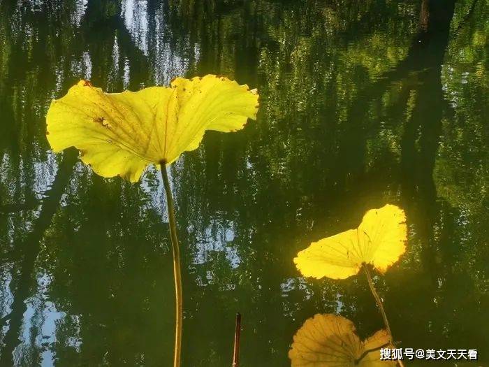 秋亦寒叶落茗最新章节，探索自然与人性的交响乐章